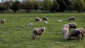 Our Animals Are the Best