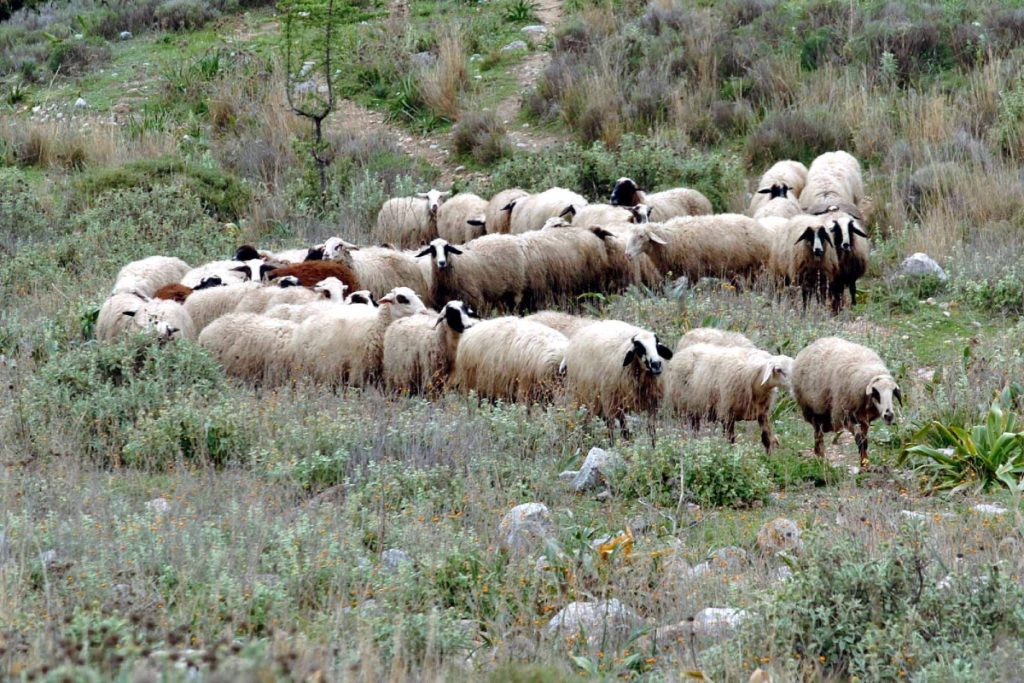 Greece Implements Measures to Combat Sheep and Goat Pox