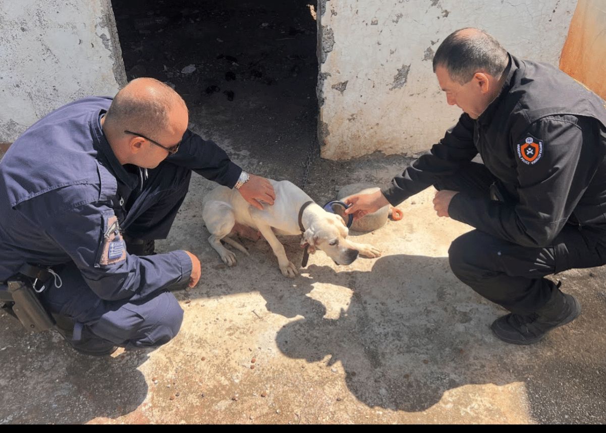 Police Ierapetra animals