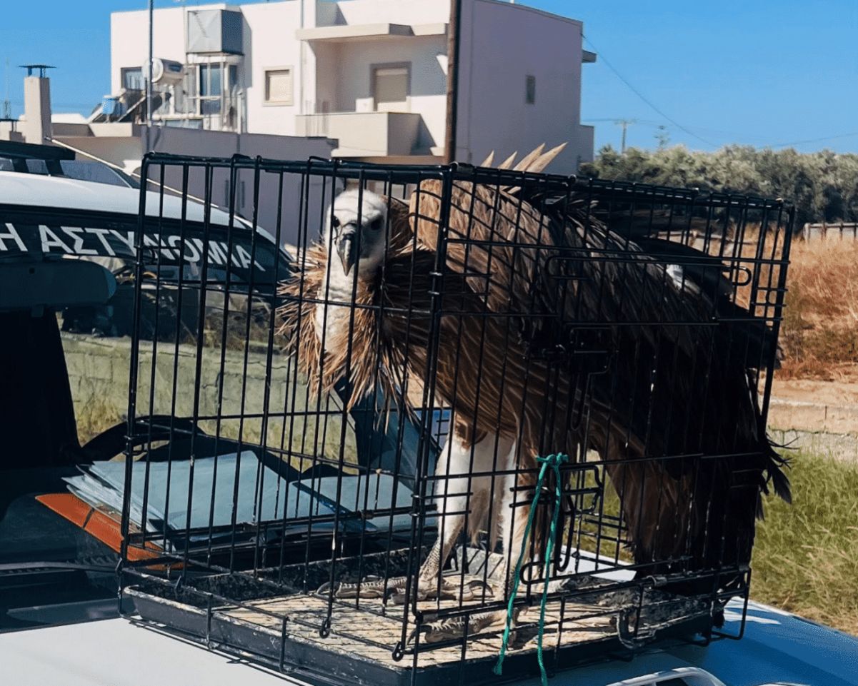 Police Ierapetra animals