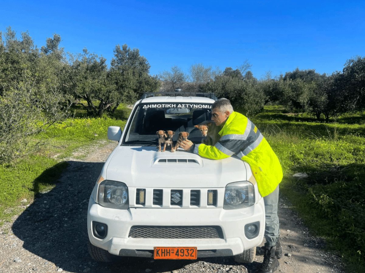 Police Ierapetra animals