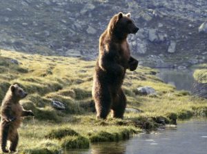 Bear Spotted Swimming …20km Across N. Greece Lake (Vid)