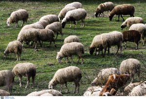 Man Arrested at Border in Possession of Illegal Sheep Pox Vaccines