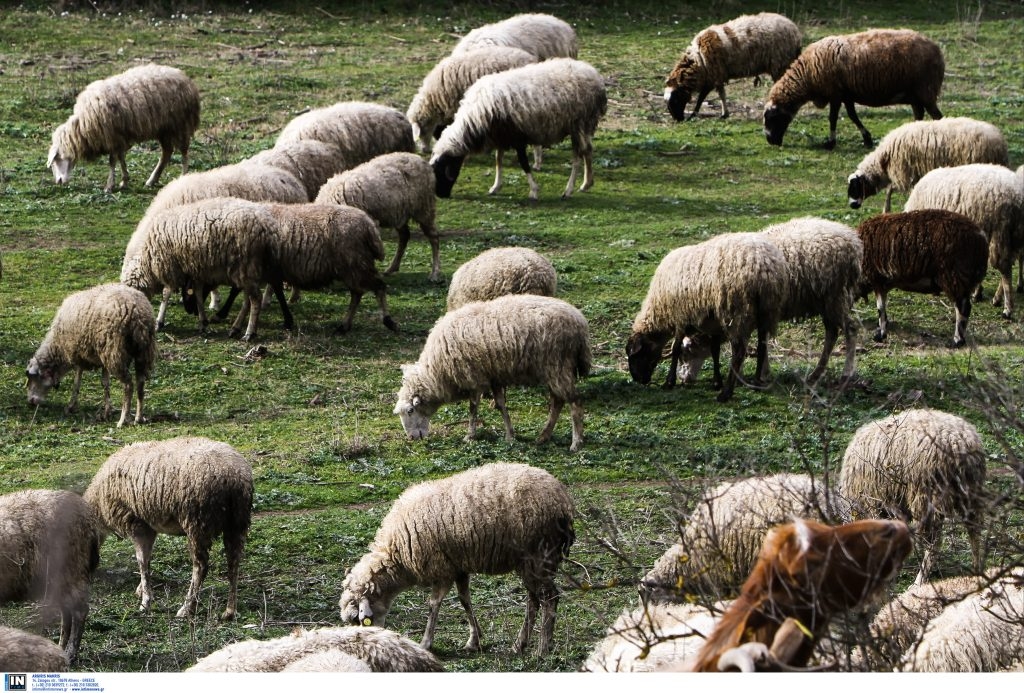 Man Arrested at Border in Possession of Illegal Sheep Pox Vaccines