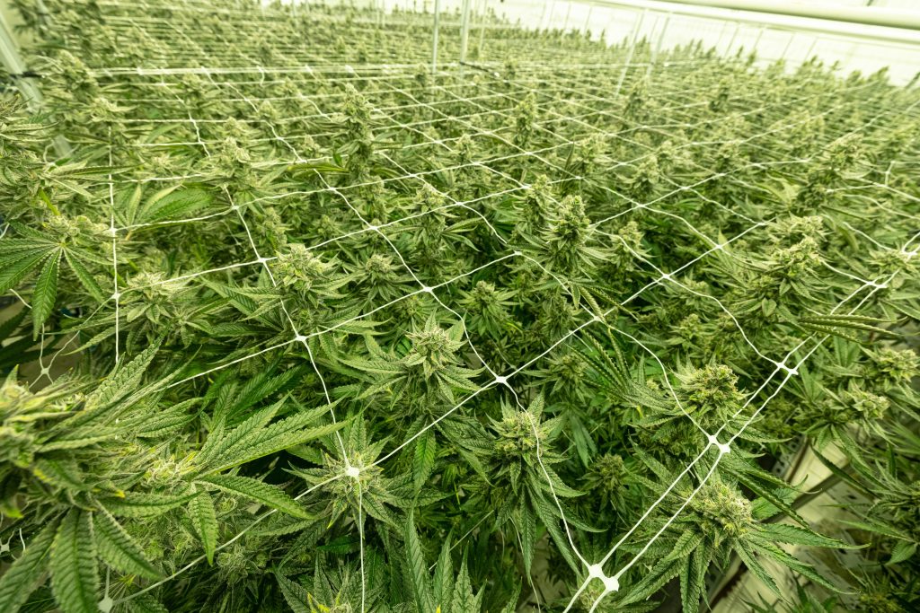Which European Country Consumes the Most Cannabis?