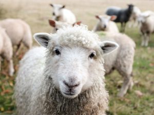 Experts Warn Against Illegal Sheeppox Vaccines in Greece