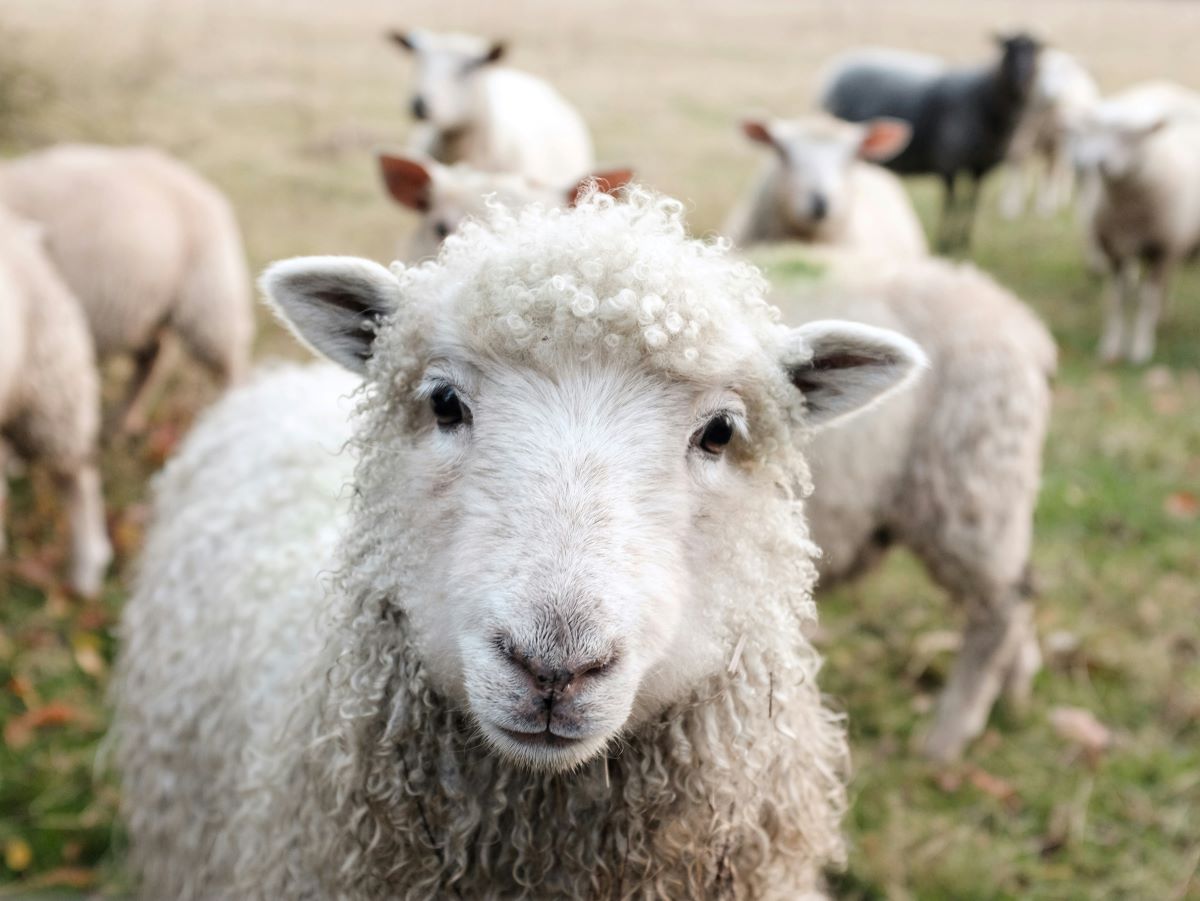 Experts Warn Against Illegal Sheeppox Vaccines in Greece