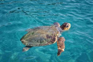 Conservation Group: Significant Increase in Sea Turtle Nests in Greece