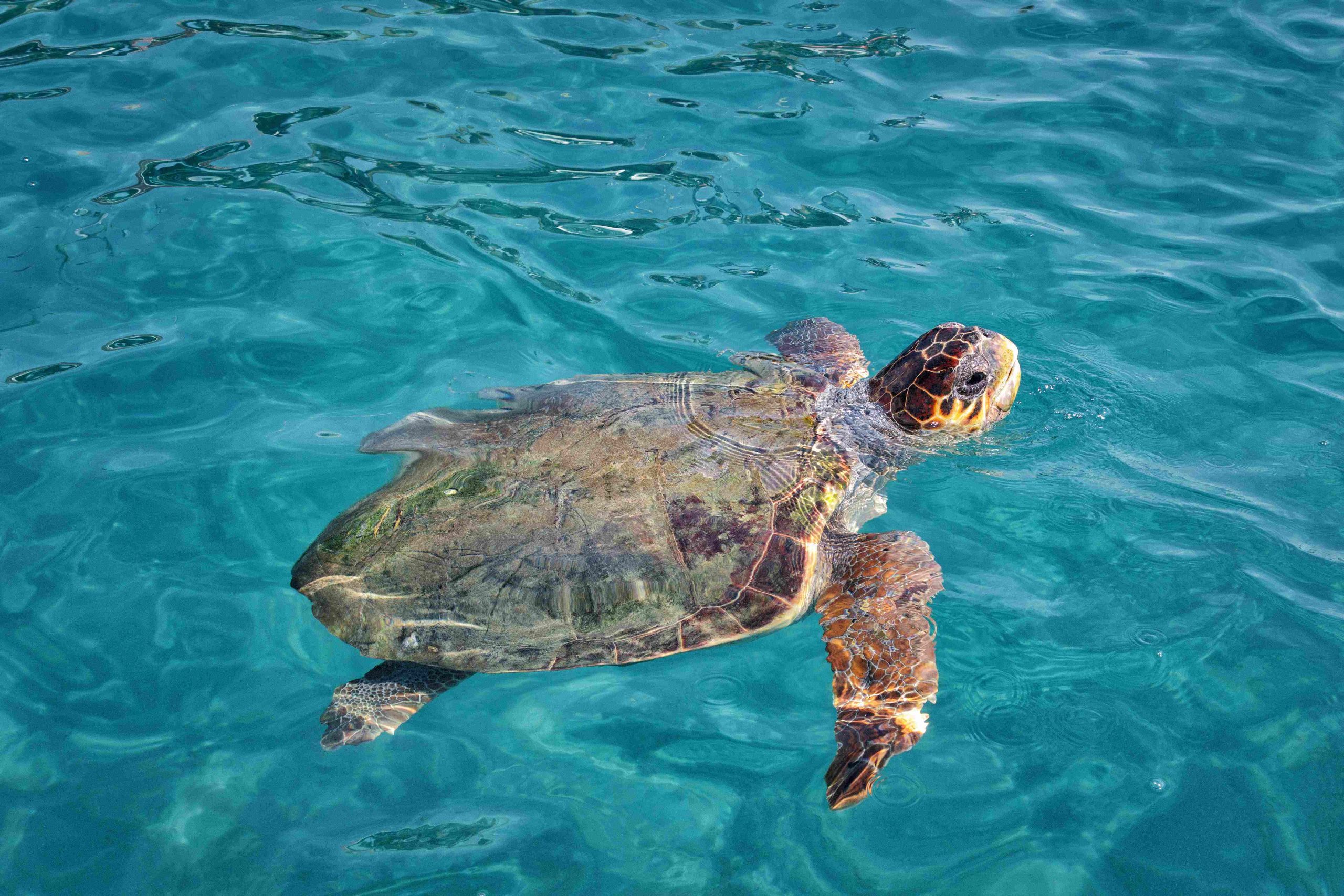 Conservation Group: Significant Increase in Sea Turtle Nests in Greece