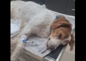 Brutal Animal Cruelty Case Reported in SW Greece