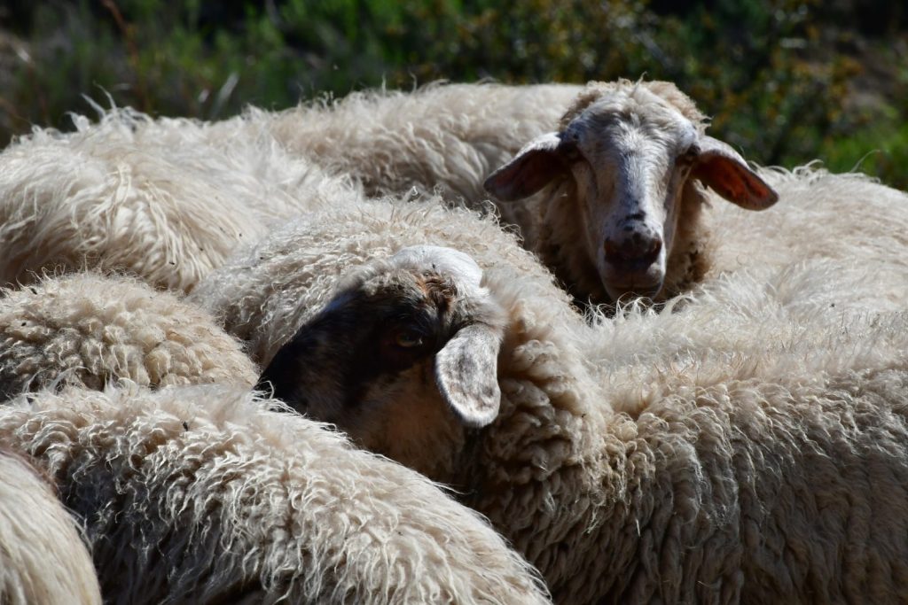 Sheep Pox Vaccine Available but Greece Never Requested It
