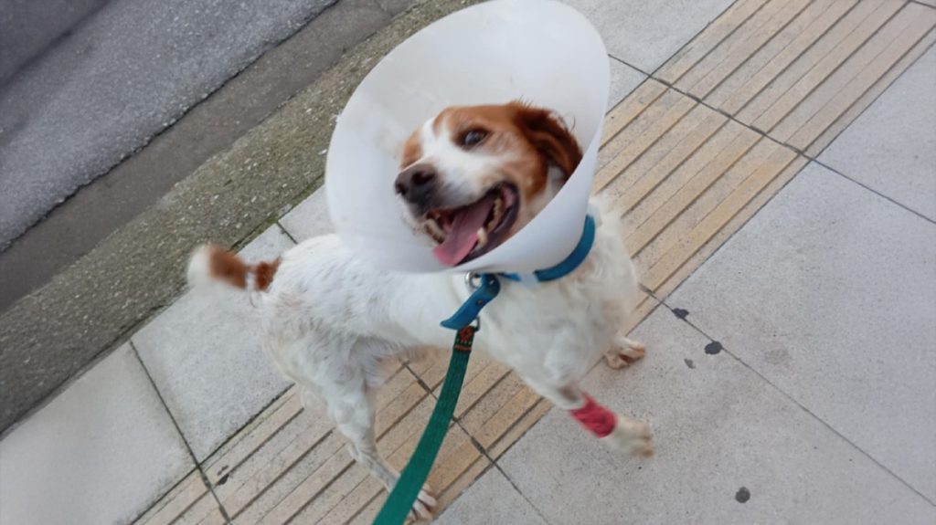 Brutally Tortured Dog Recovering; Owner Shows Up