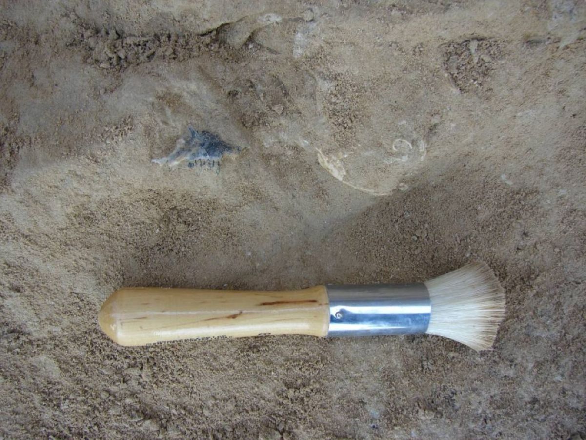 fossil dragon Thessaloniki