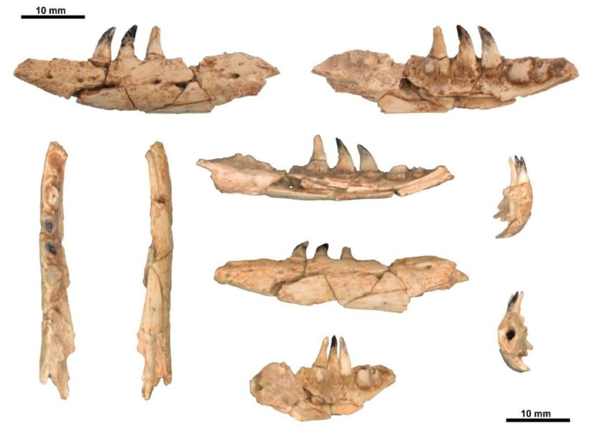 fossil dragon Thessaloniki