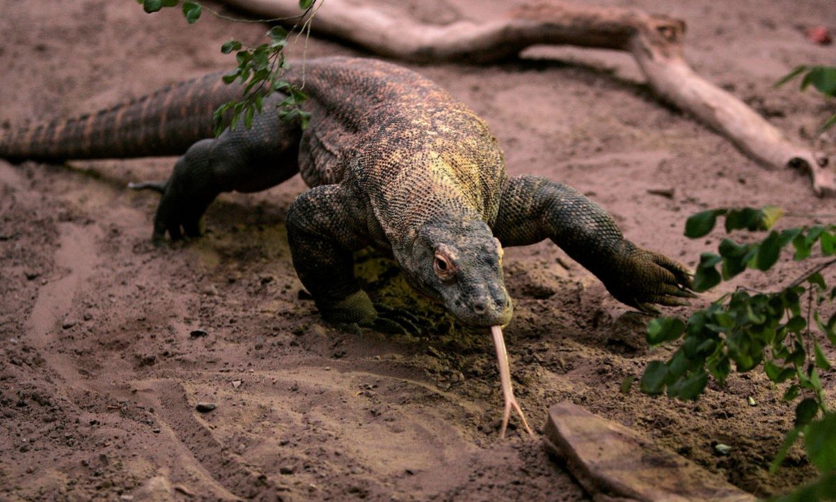 The Dragon of Thessaloniki Unearthed