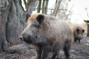 24-Year-Old Motorcyclist Killed After Collision with Wild Boar
