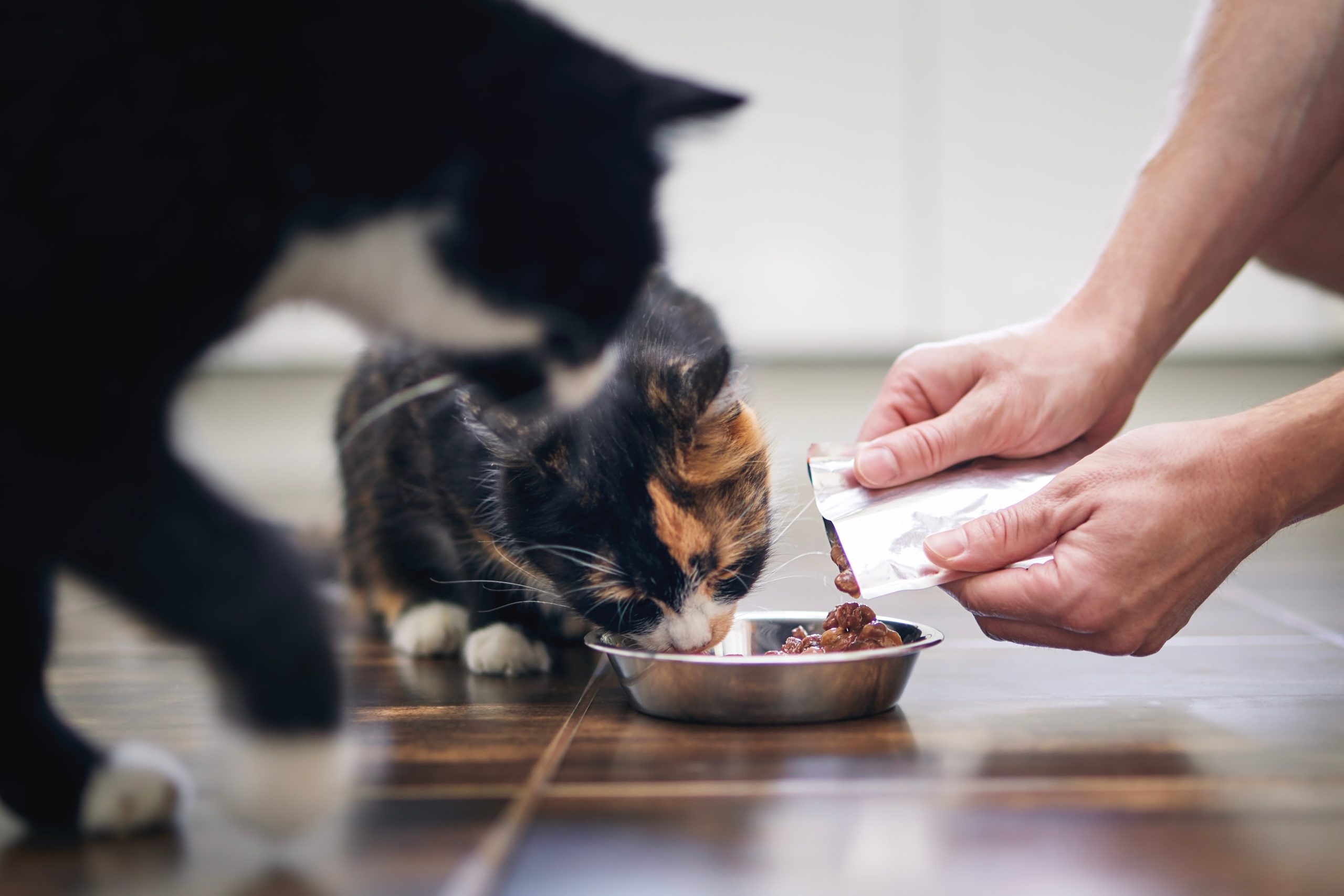 Pet Food Prices Surge Up to 73% in Just Seven Months