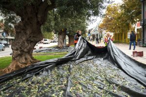 Thessaloniki Turns City Olives into Olive Oil for Households in Need