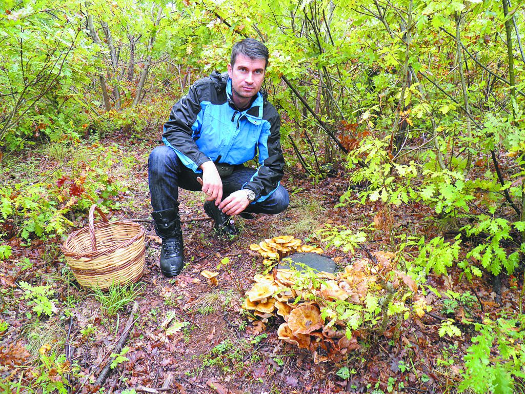 The Mushroom Hunters