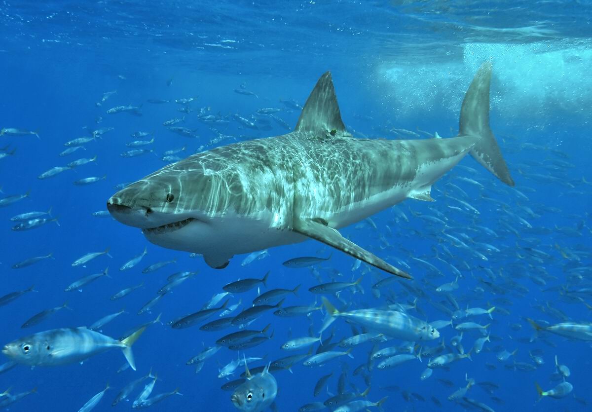 Rare White Shark Sighting Reported off Karpathos Island