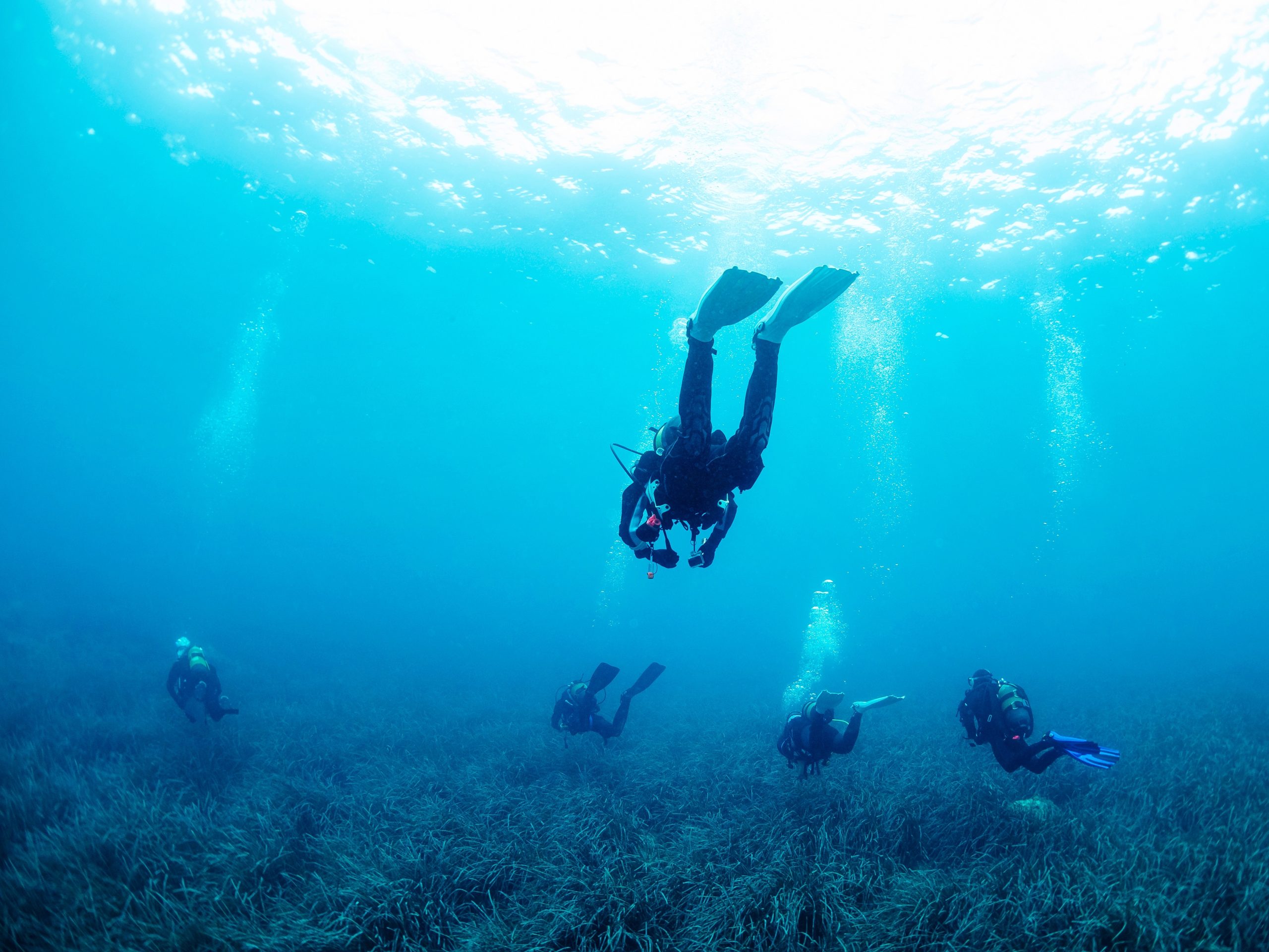 An Alliance for the Posidonia Meadows
