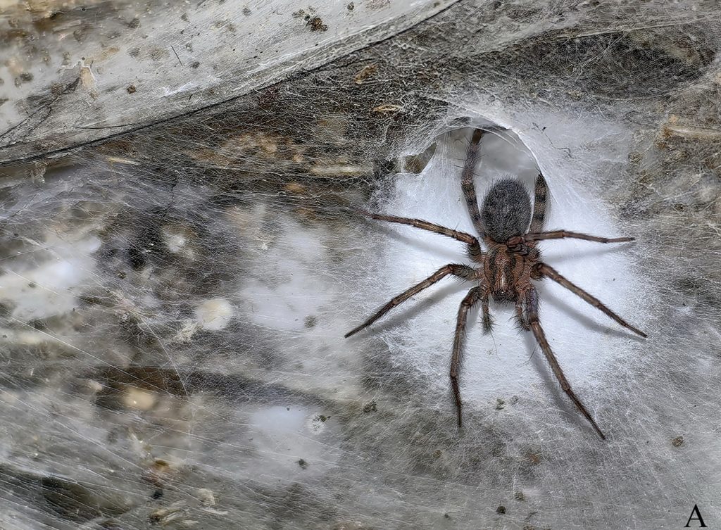 Largest Spider Web in Nature Found on Greek-Albanian Border