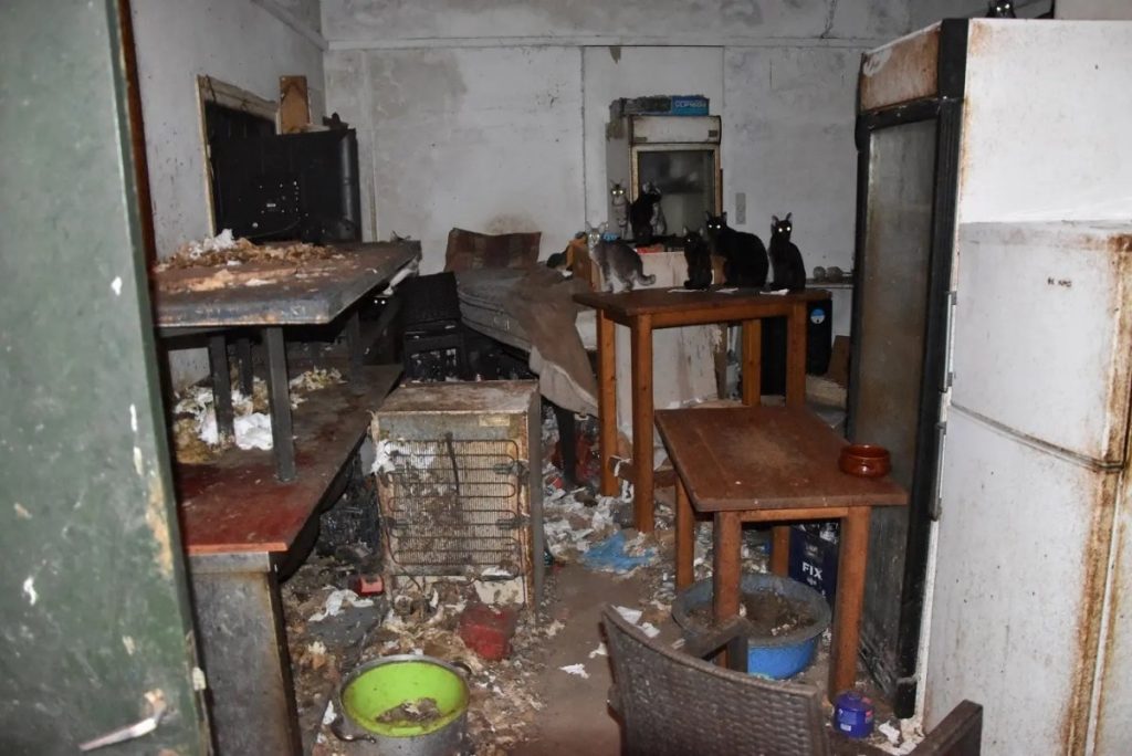 Massive 1.7 mln€ Fine Imposed on Man for Starving 58 Confined Cats