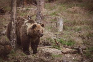 Decapitated Bear Found in Northern Greece