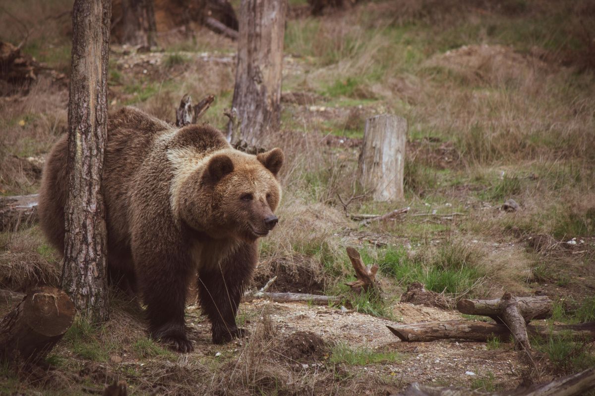 Decapitated Bear Found in Northern Greece