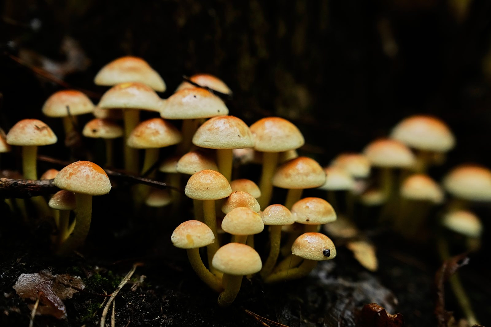 Couple in Critical Condition After Eating Toxic Mushrooms
