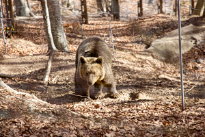 Cold-Blooded Killings of Wild Animals