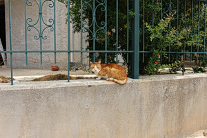 Stray in Life and in Death