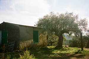 My Family ‘Olive’ Tree: Reconnecting with my Roots