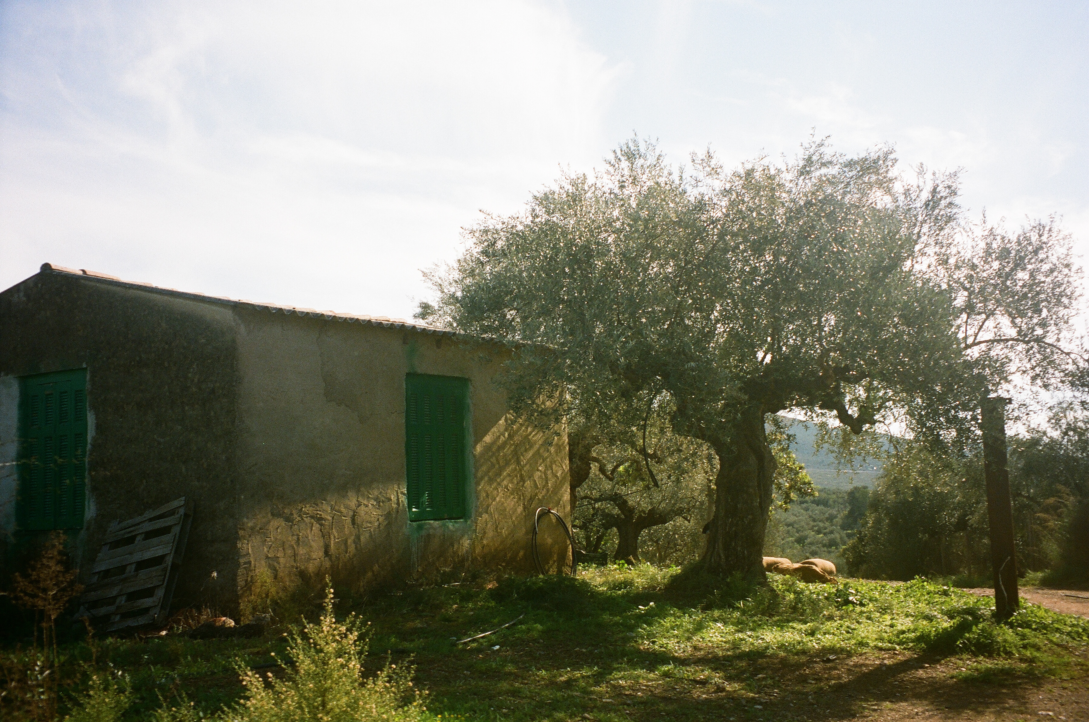 My Family ‘Olive’ Tree: Reconnecting with my Roots