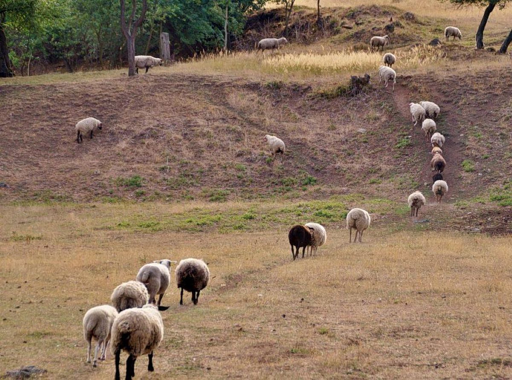 EU Steps Up Scrutiny of Greece’s Sheep Pox Response