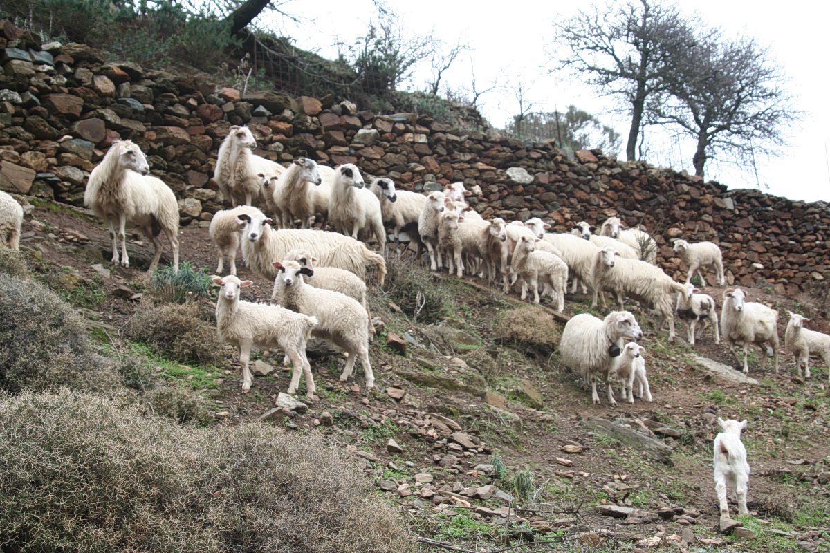 Over 433,000 Sheep Culled Amid Ongoing Goatpox Outbreak