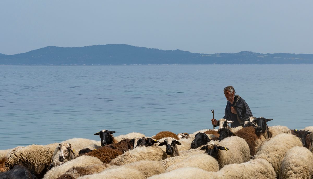 Greek Farmer Collapses as Entire Flock Faces Culling After Outbreak