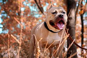 Funeral to Be Held for Toddler Killed in Pit Bull Attack