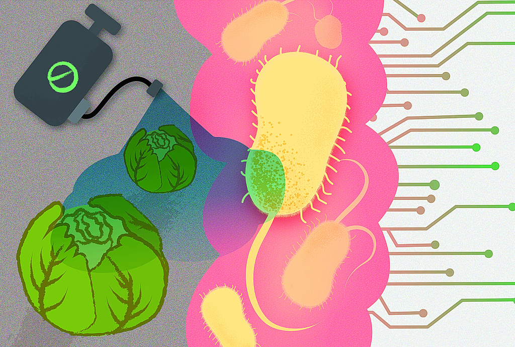 Common Chemicals Destroy the Good Bacteria in the Gut