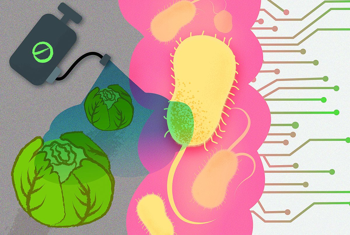 Common Chemicals Destroy the Good Bacteria in the Gut