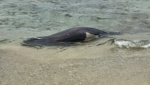 Bullet-riddled Carcass of Monk Sea Recovered Off SE Athens Beach