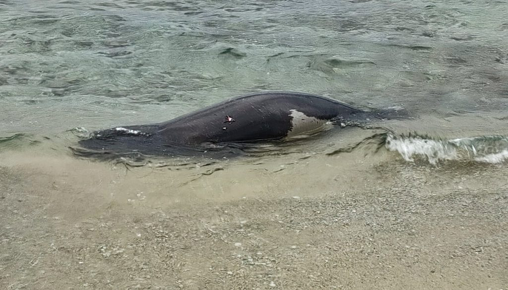 Bullet-riddled Carcass of Monk Sea Recovered Off SE Athens Beach