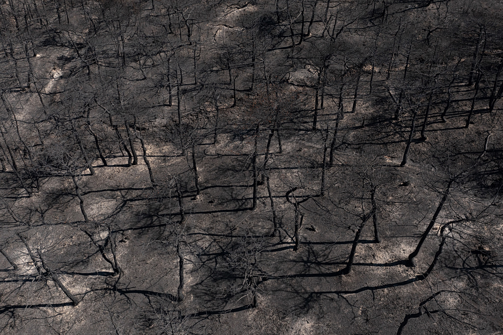 What Happened to the Animals of the Burned Dadia Forest