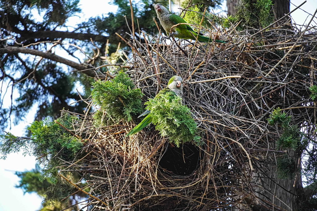 The Birds Stayed in Their “Home”