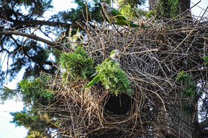 The Birds Stayed in Their “Home”