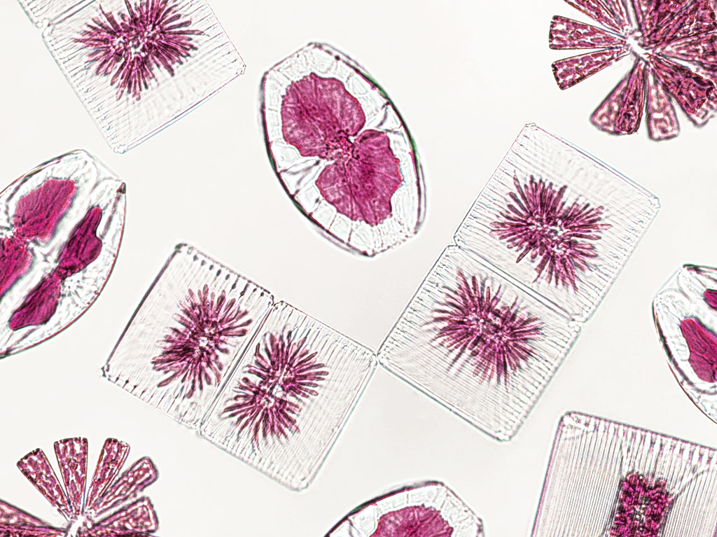 Common Chemicals Destroy the Good Bacteria in the Gut