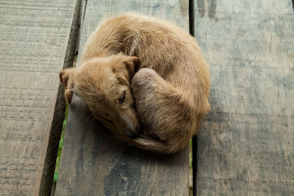 The First Link in the Chain of Violence