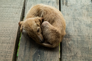 The First Link in the Chain of Violence