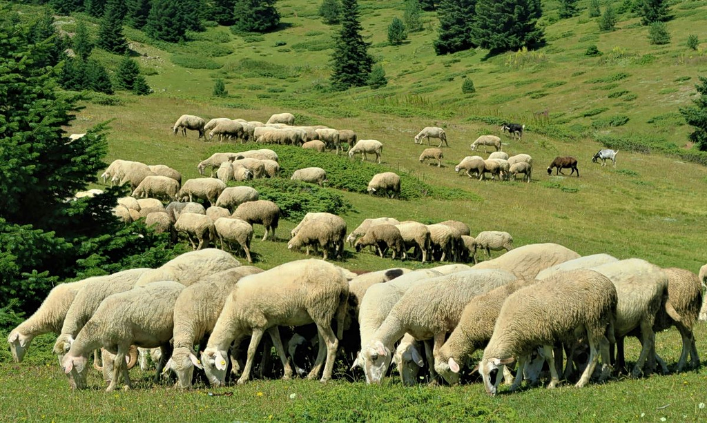 Greek Farmer Dies by Suicide After Losing 1,000 Sheep