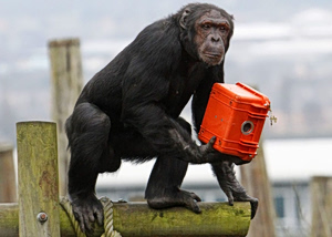 Ai, the Chimpanzee Who Recognized Chinese Characters, Dies